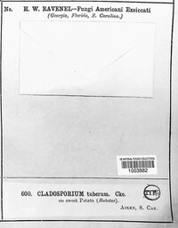 Cladosporium tuberum image